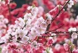 桃花爆料大百科最新一期,揭秘最新一期精彩内容